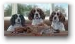   &raquo; Click to zoom ->